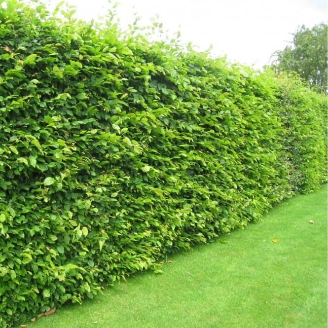 Fagus "Sylvatica" 60-100 cm, Barrot - 25 st 