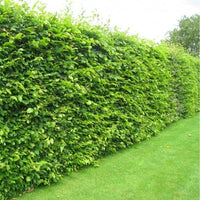 Fagus "Sylvatica" 60-100 cm, Barrot - 25 st 