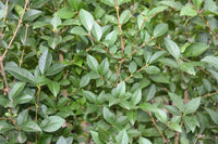 Liguster - Ligustrum Ovalifolium, 60-100 cm - Barrot - 25 Pack - Fri frakt 