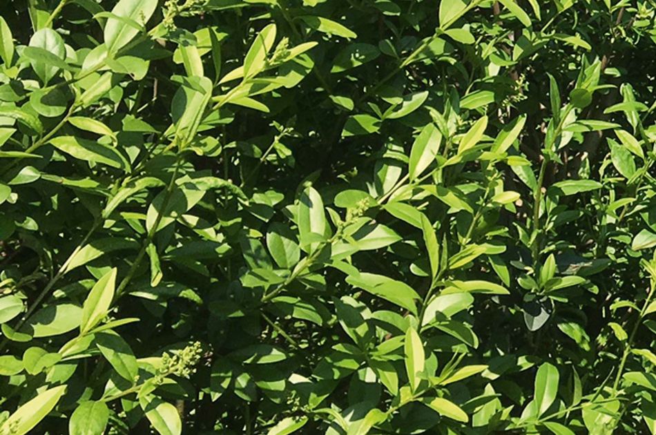 Liguster - Ligustrum vulg. Atrovirens, 60-100 cm - Barrot - 25 Pack - Fri frakt 