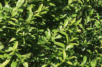 Liguster - Ligustrum vulg. Atrovirens, 60-100 cm - Barrot - 25 Pack - Fri frakt 