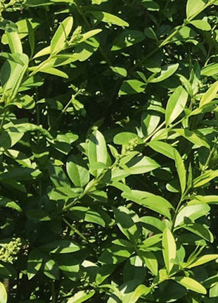 Liguster Vulgare Atrovirens - Standard - Pottedyrket - Fra 30 cm till 150 cm