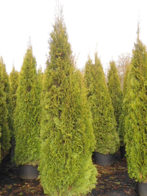 Thuja Smaragd 225-250 cm, Pottedyrket 50L, Kvalite: Landscape Quality XXL