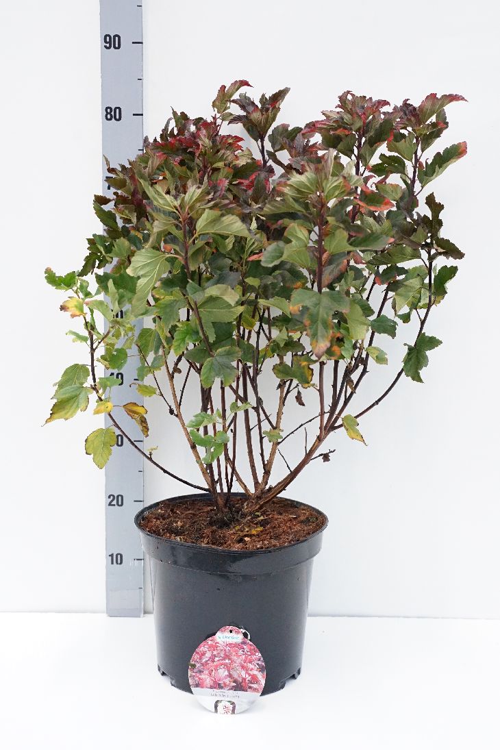 Rödbladig smällspirea - Physocarpus op. Red Baron, 40-60 cm - Barrot - 25 Pack - Fri frakt 