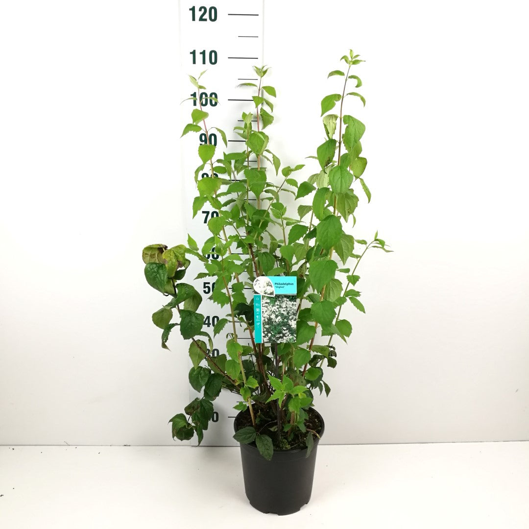 Camellia Schersmin - Philadelphus Virginal, 40-100 cm - Barrot - 25 Pack - Fri frakt 