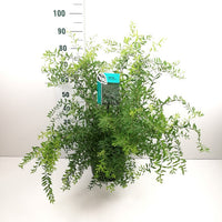 Norsk spirea - Spiraea Cinerea Grefsheim, 40-60 cm - Barrot - 25 Pack - Fri frakt 