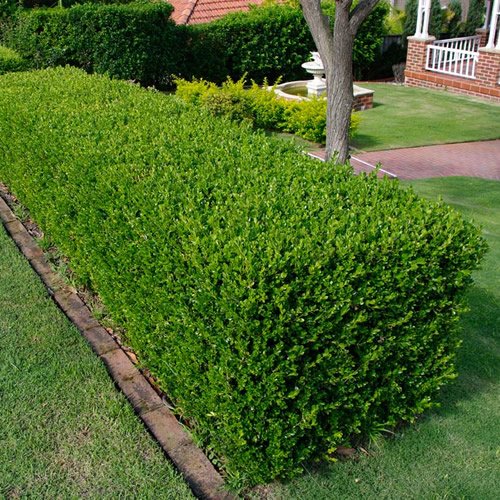 100 st Buxbom - Buxus Sempervirens, 12-15 cm P9 - Fri frakt 