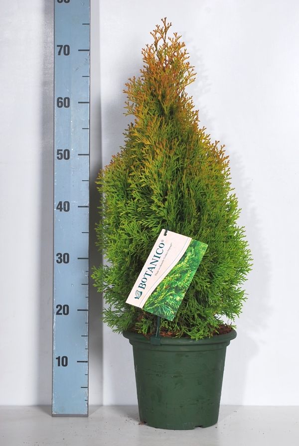Thuja Golden Smaragd, 20-175 cm, Kvalitet: Landscape Quality