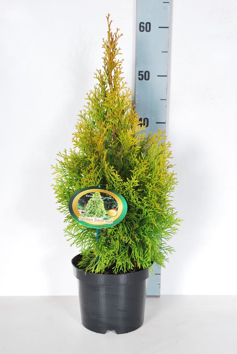 Thuja Golden Smaragd, 20-175 cm, Kvalitet: Landscape Quality