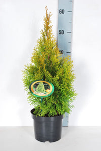 Thuja Golden Smaragd, 20-175 cm, Kvalitet: Landscape Quality