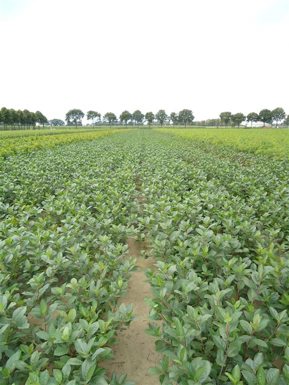 Svart Aronia - Aronia Melanocarpa, 30-50 cm - Barrot - 25 Pack - Fri frakt 