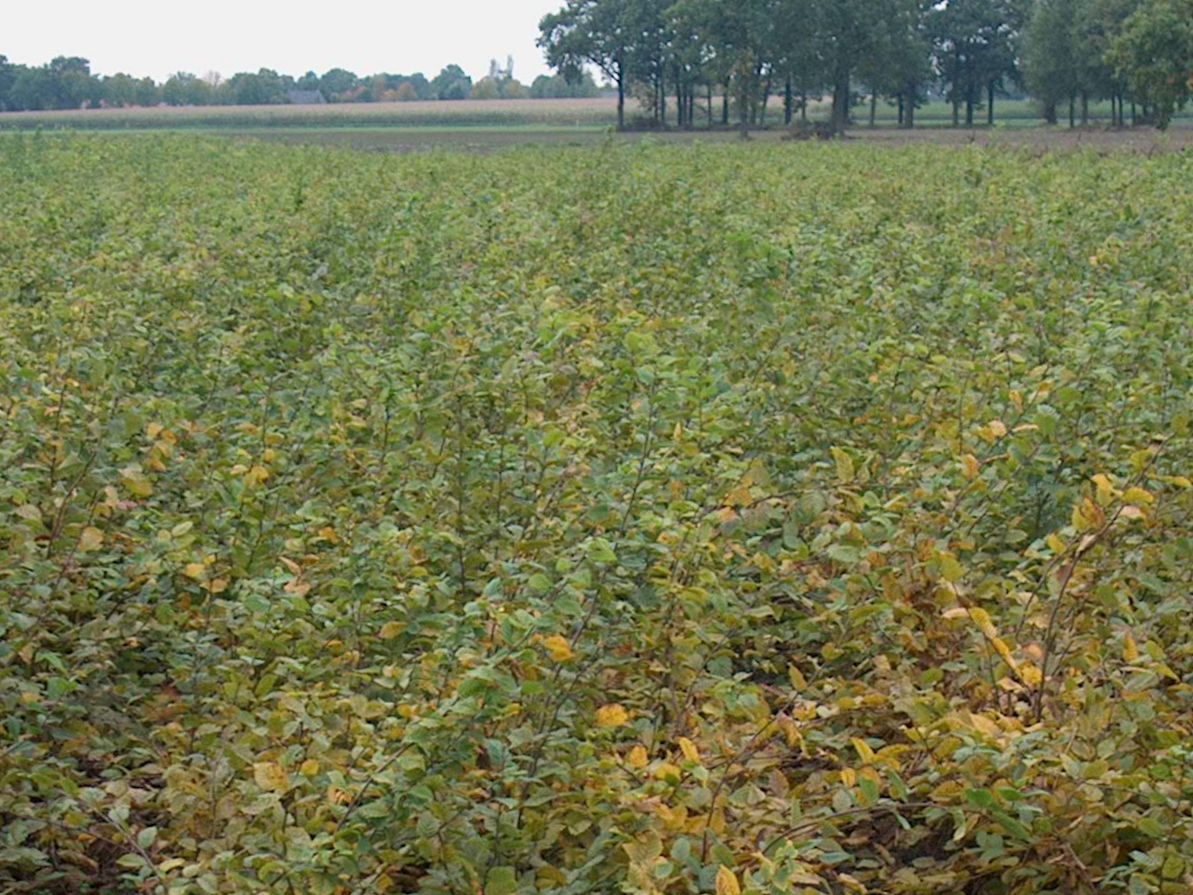 Europeisk bok - Carpinus Betulus, 80-100 cm - Barrot - 25 Pack - Fri frakt