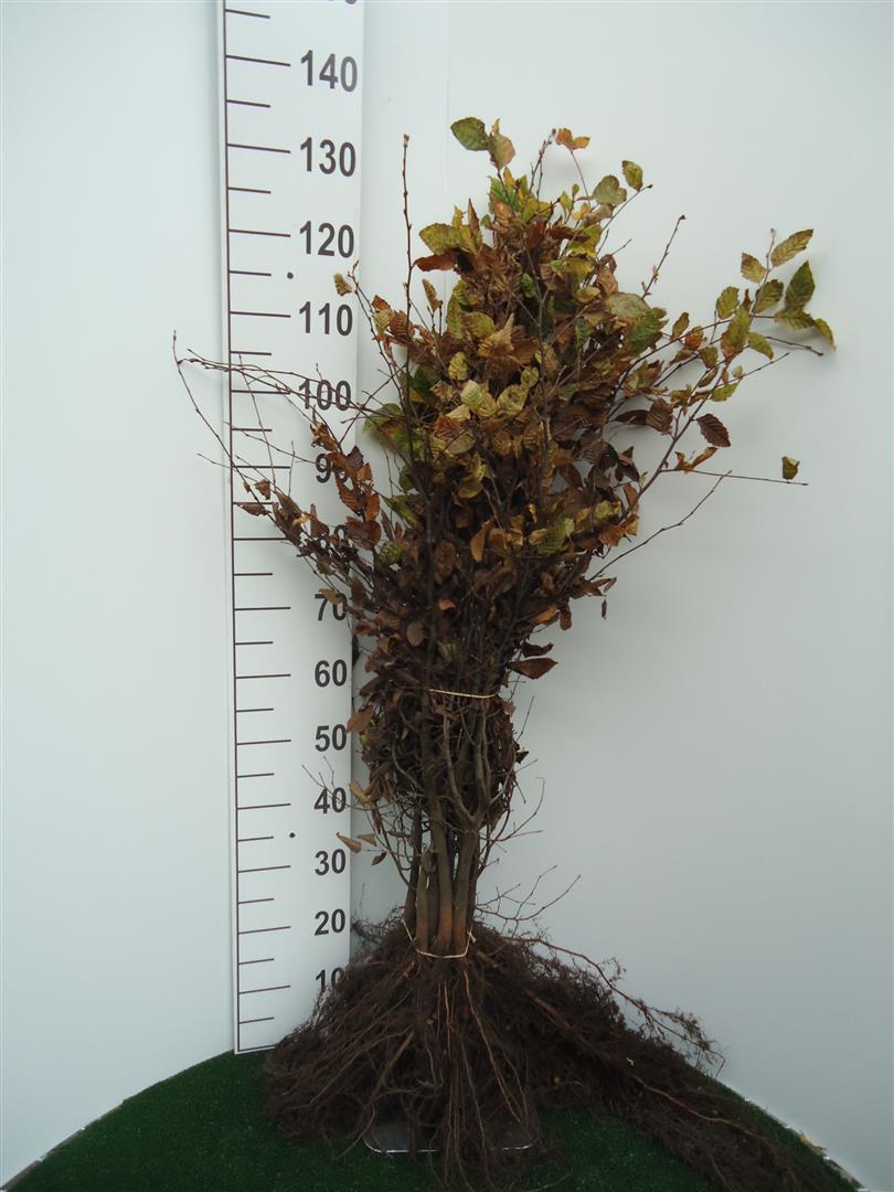 Europeisk bok - Carpinus Betulus, 80-100 cm - Barrot - 25 Pack - Fri frakt
