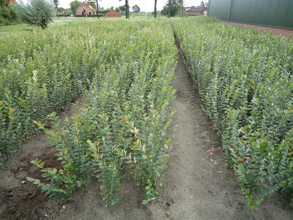 Cotoneaster Lucidus, 40-60 cm - Barrot - 25 Pack - Fri frakt 