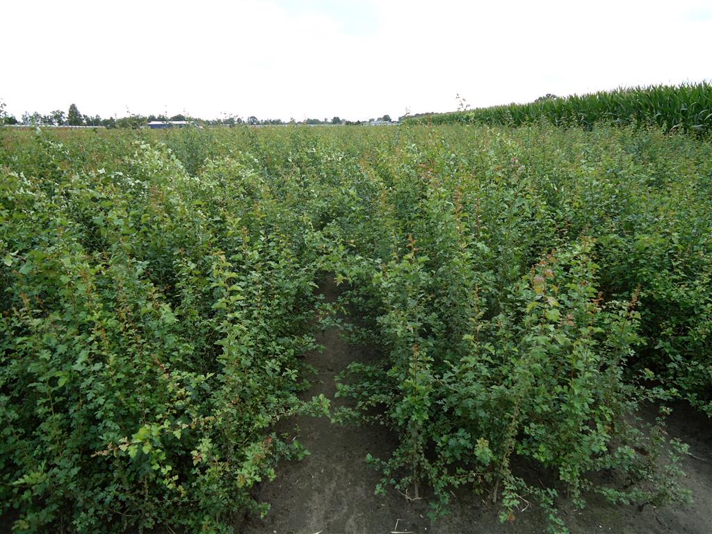 Crataegus Monogyna, 40-60 cm - Barrot - 25 Pack - Fri frakt 