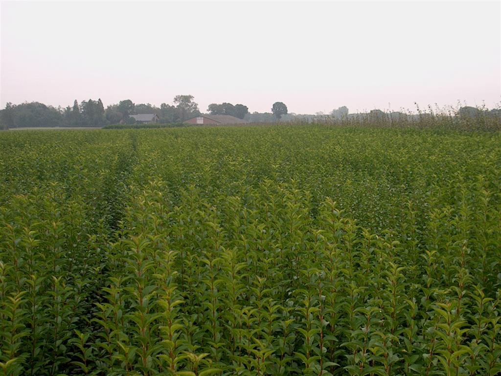 Liguster - Ligustrum Ovalifolium, 60-100 cm - Barrot - 25 Pack - Fri frakt 