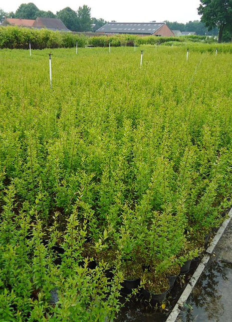 Liguster - Ligustrum vulg. Atrovirens, 60-100 cm - Barrot - 25 Pack - Fri frakt 