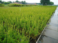 Liguster - Ligustrum vulg. Atrovirens, 60-100 cm - Barrot - 25 Pack - Fri frakt 