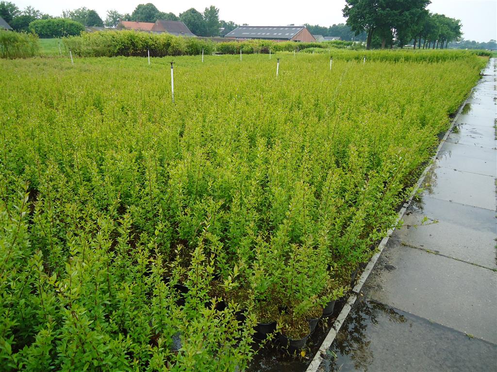 Liguster Vulgare Atrovirens - Landskap Q - Krukad - Från 30 cm till 150 cm 