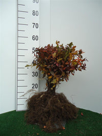 Rose spirea - Spiraea jap. Anthony Waterer, 15-30 cm - Barrot - 25 Pack - Fri frakt 