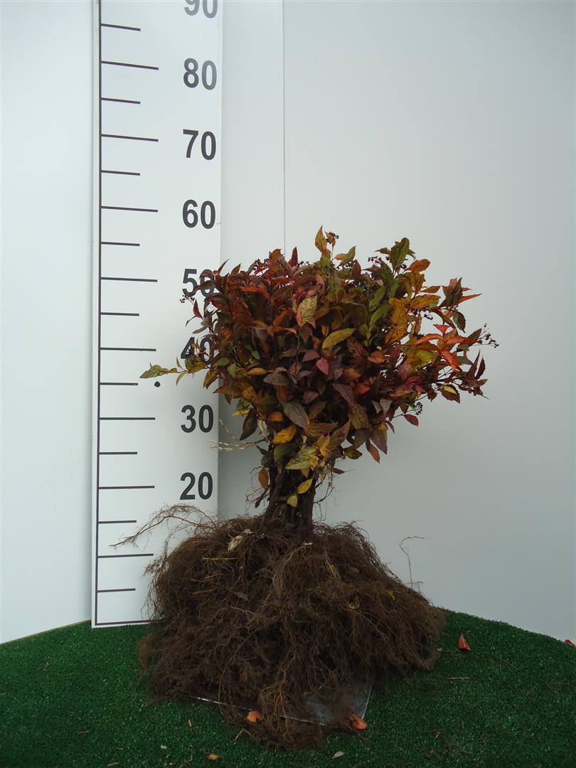 Rose spirea - Spiraea jap. Anthony Waterer, 15-30 cm - Barrot - 25 Pack - Fri frakt 
