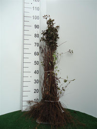 Bukett spirea - Spiraea Vanhouttei, 60-80 cm - Barrot - 25 Pack - Fri frakt 