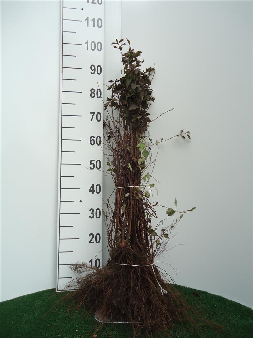 Bukett spirea - Spiraea Vanhouttei, 60-80 cm - Barrot - 25 Pack - Fri frakt 