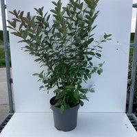 Svart Aronia - Aronia Melanocarpa, 30-50 cm - Barrot - 25 Pack - Fri frakt 
