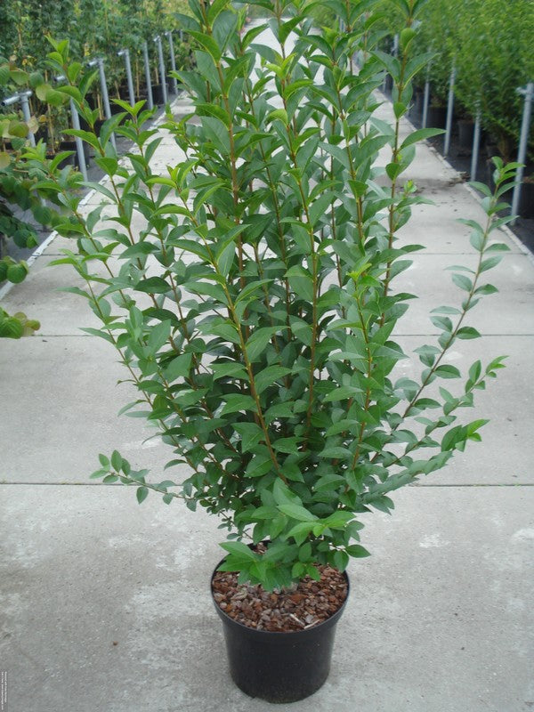 Liguster Ovalifolium - Bredbladig - Krukad - Från 30 cm till 150 cm 