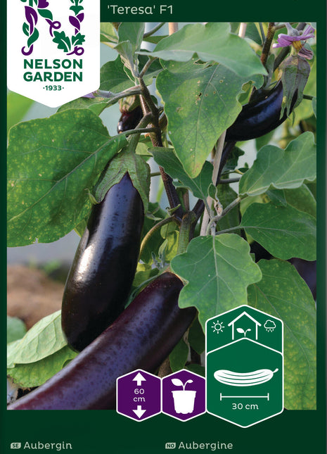 Aubergine 'Teresa' F1