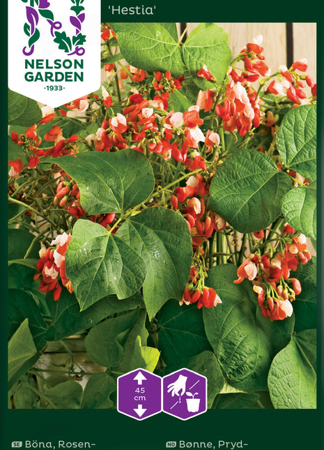 Prydnadsböna 'Hestia'