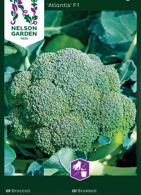 Broccoli 'Atlantis' F1