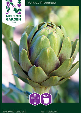 Artiskokk 'Vert de Provence'
