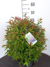 Rose spirea - Spiraea jap. Anthony Waterer, 15-30 cm - Barrot - 25 Pack - Fri frakt 