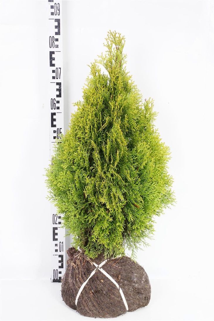 Thuja Golden Smaragd, 20-175 cm, Kvalitet: Landscape Quality