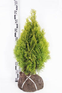Thuja Golden Smaragd, 20-175 cm, Kvalitet: Landscape Quality
