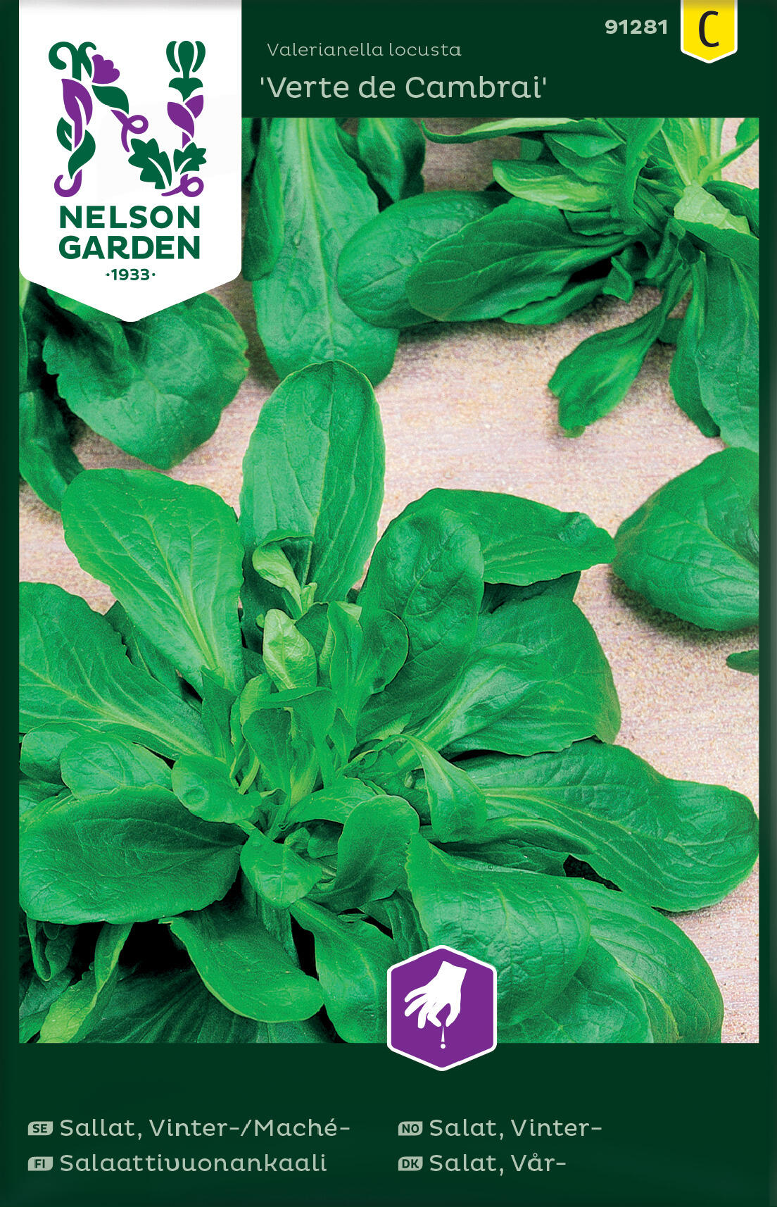 Vintersallad 'Verte de Cambrai'
