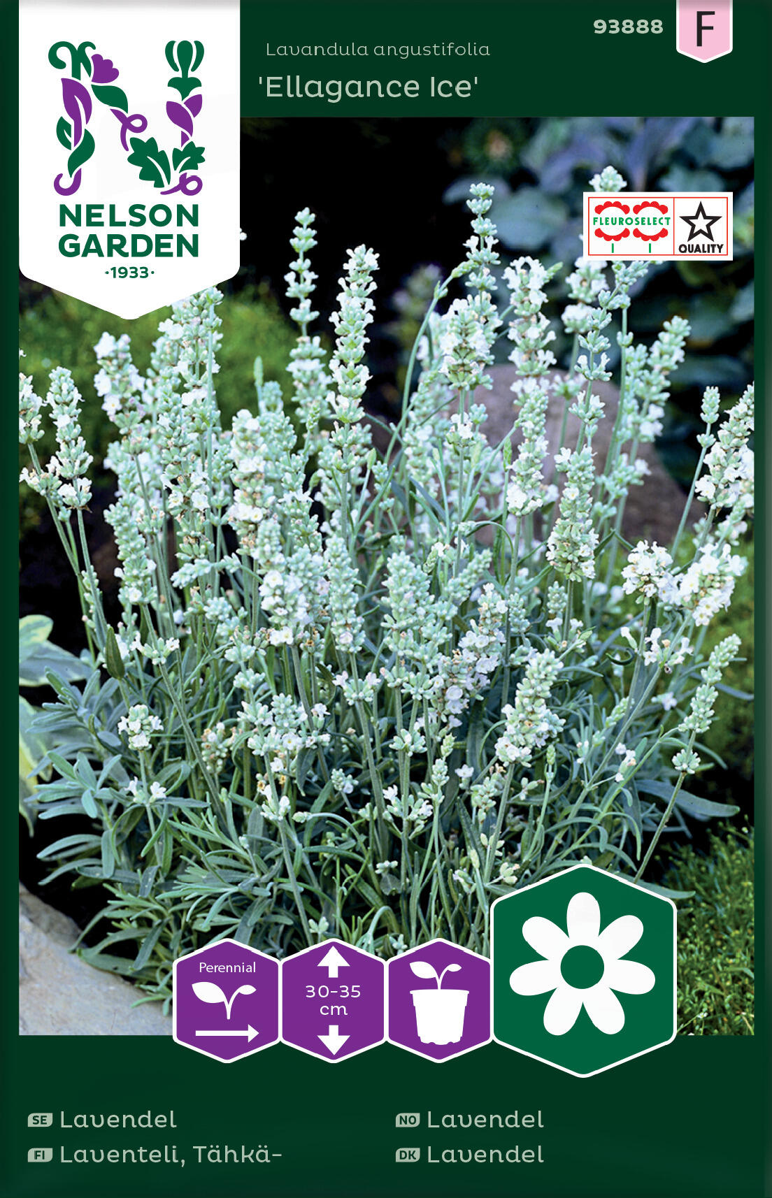 Lavendel 'Ellagance Ice'