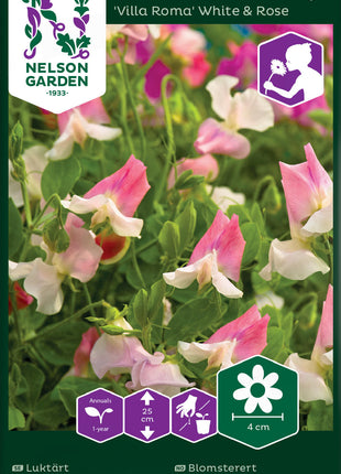 Blomsterert 'Villa Roma' White & Rose