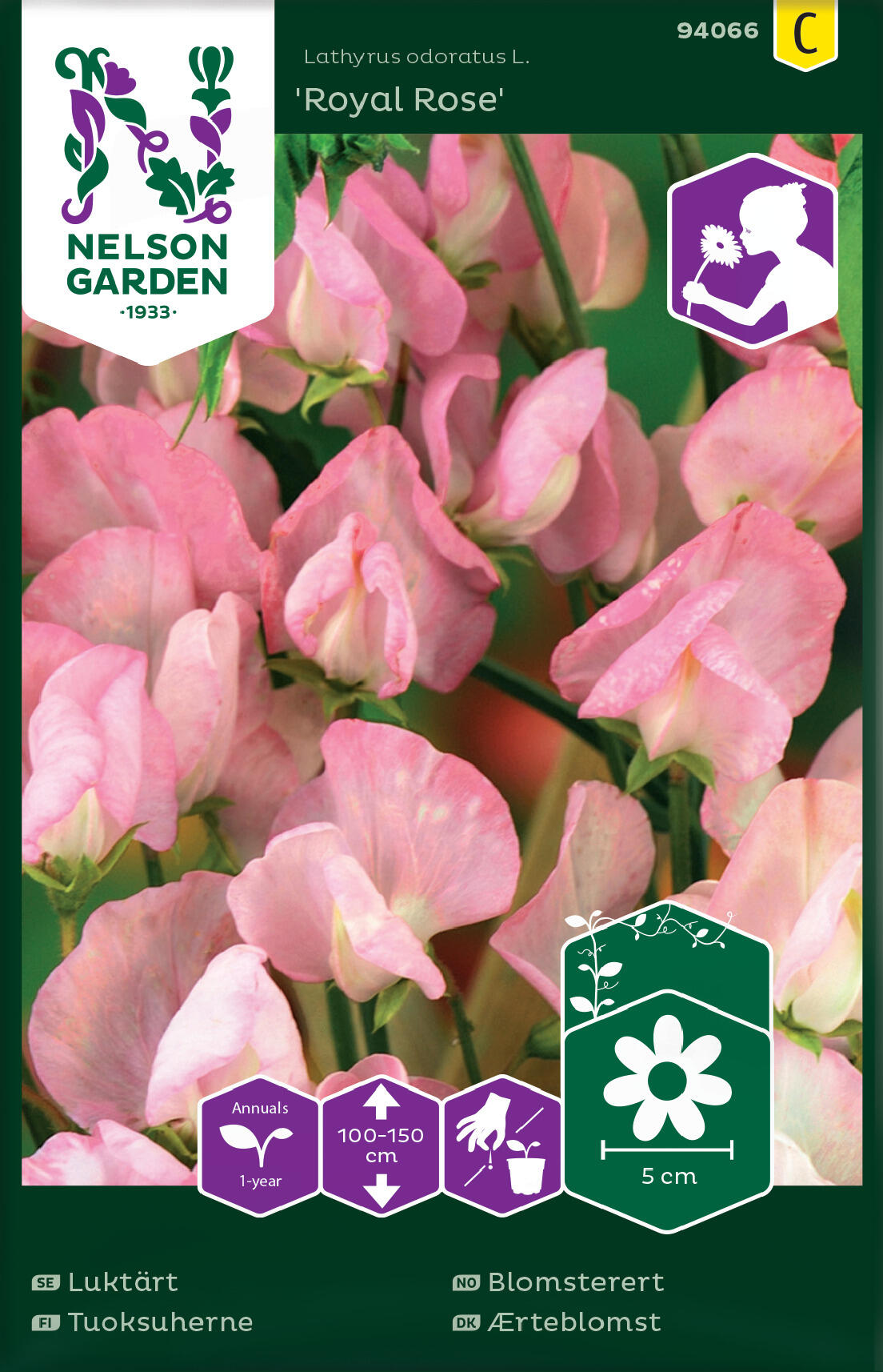 Blomärt 'Royal Rose'