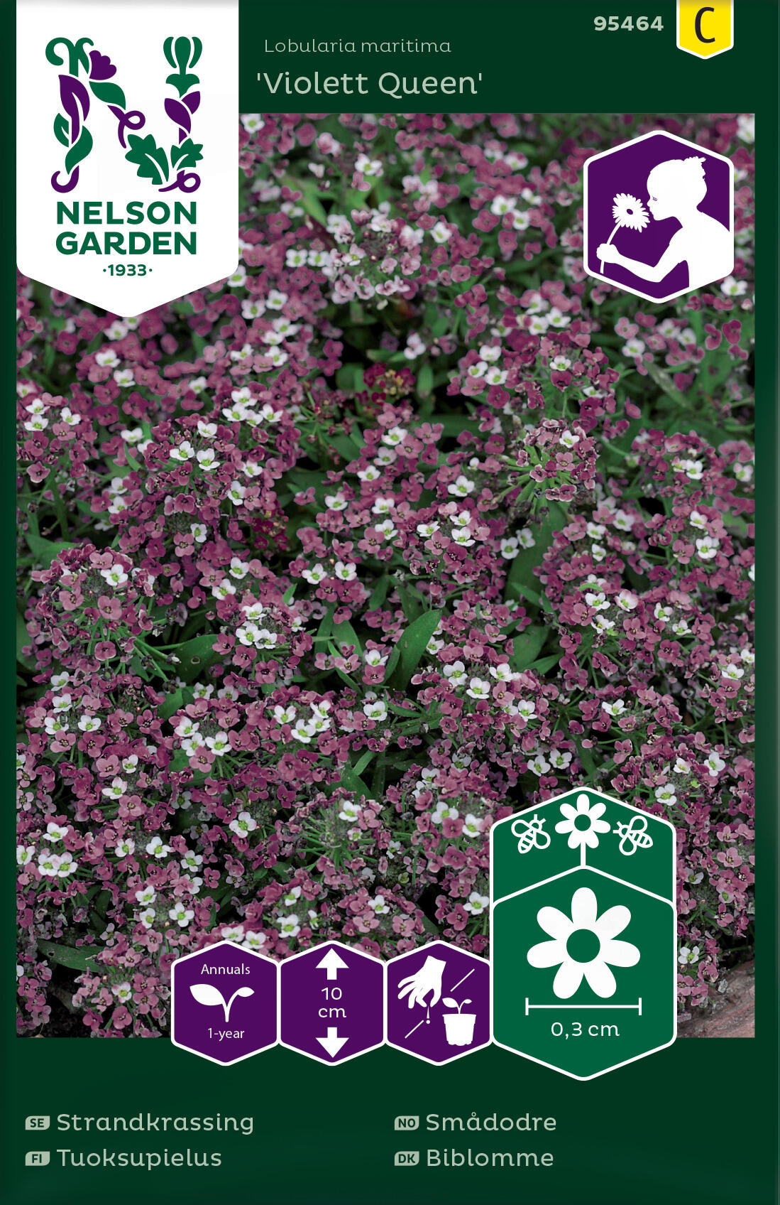 Liten dodre 'Violet Queen'