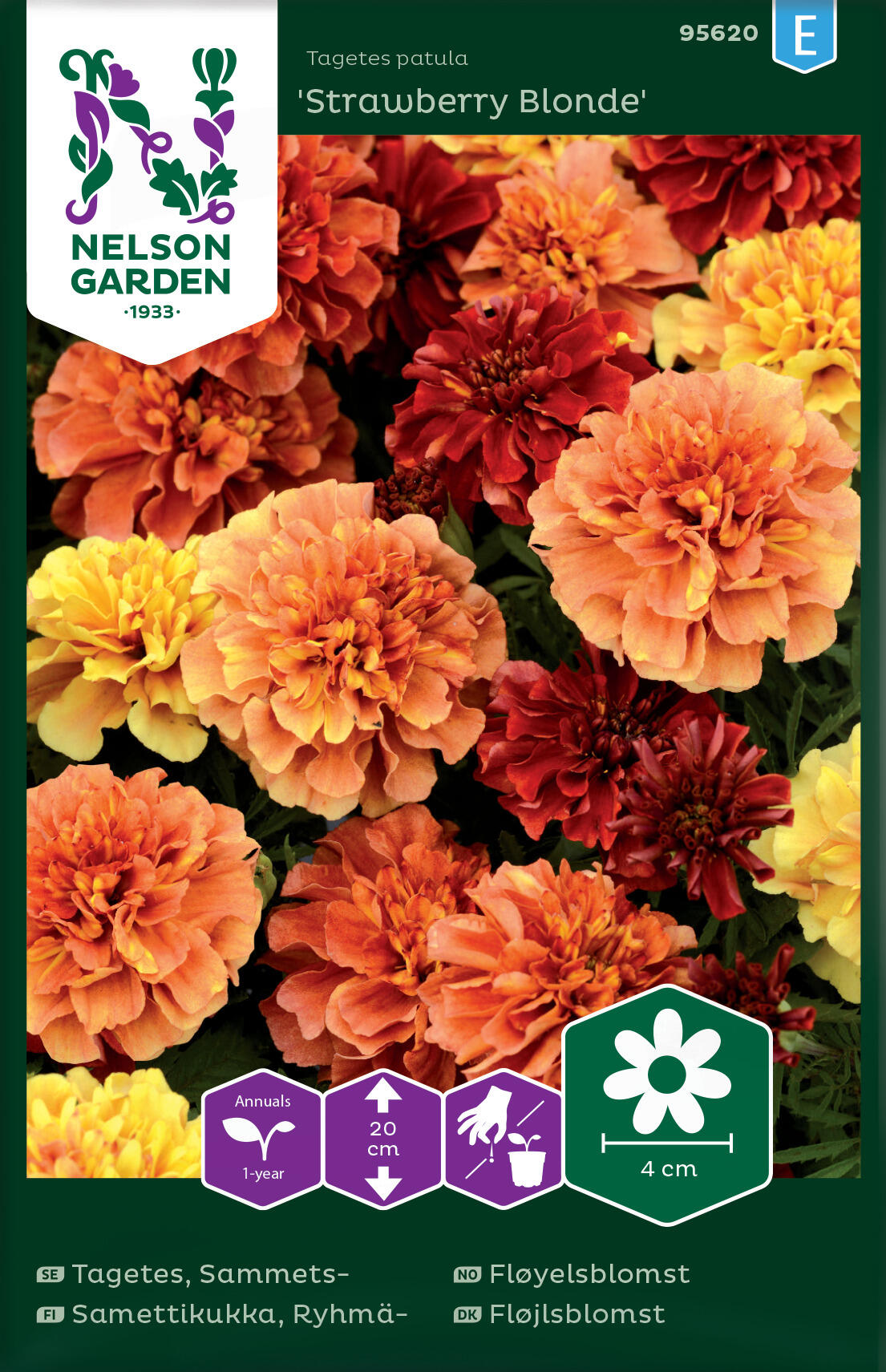Sammetsblomma 'Strawberry Blonde'