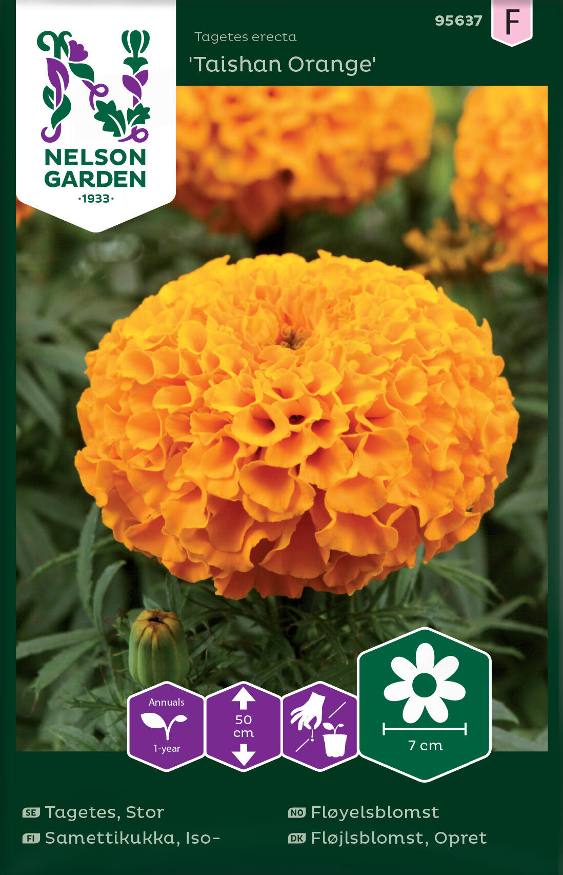 Sammetsblomma, stor 'Taishan Orange'