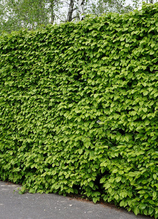 Agnbøk "Carpinus betulus" 30-50 cm, Barrot - 25 pakke - Gratis frakt