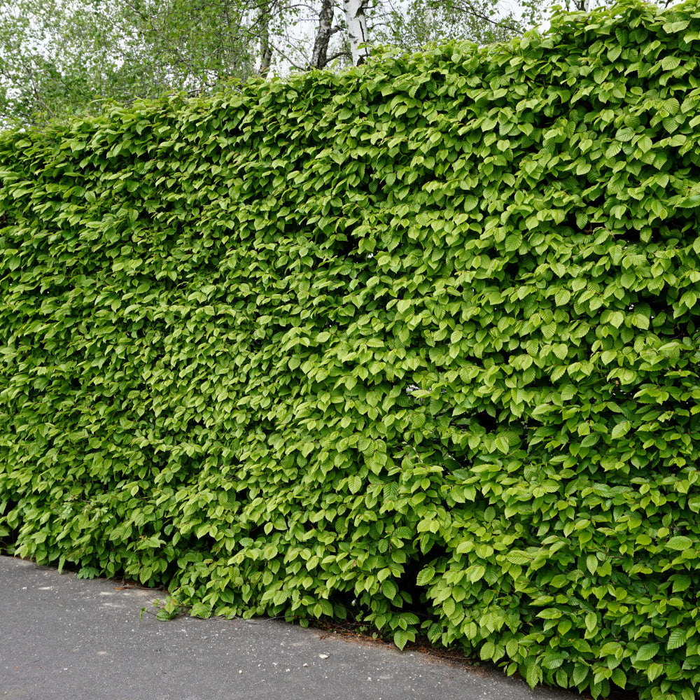 Agnbök, Krukad 70-100 cm Co 2-3