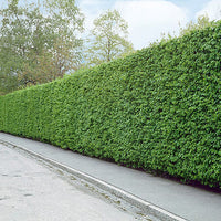 Agnbök, Krukad 70-100 cm Co 2-3