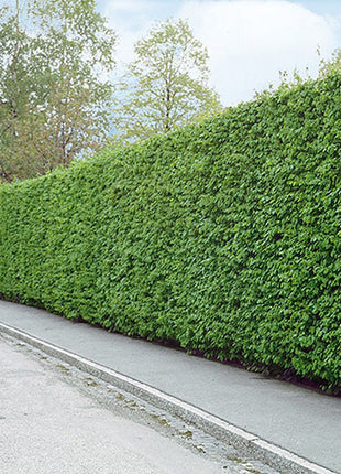 Agnbøk "Carpinus betulus" 30-50 cm, Barrot - 25 pakke - Gratis frakt