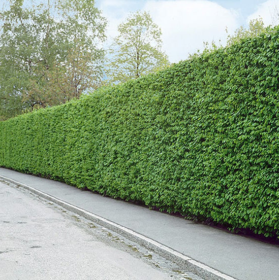Carpinus bok "Carpinus betulus" 125-150 cm, Barrot - 25 st - Fri frakt