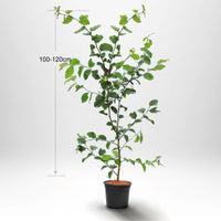 Agnbök, Krukad 100-120cm Co 2-3
