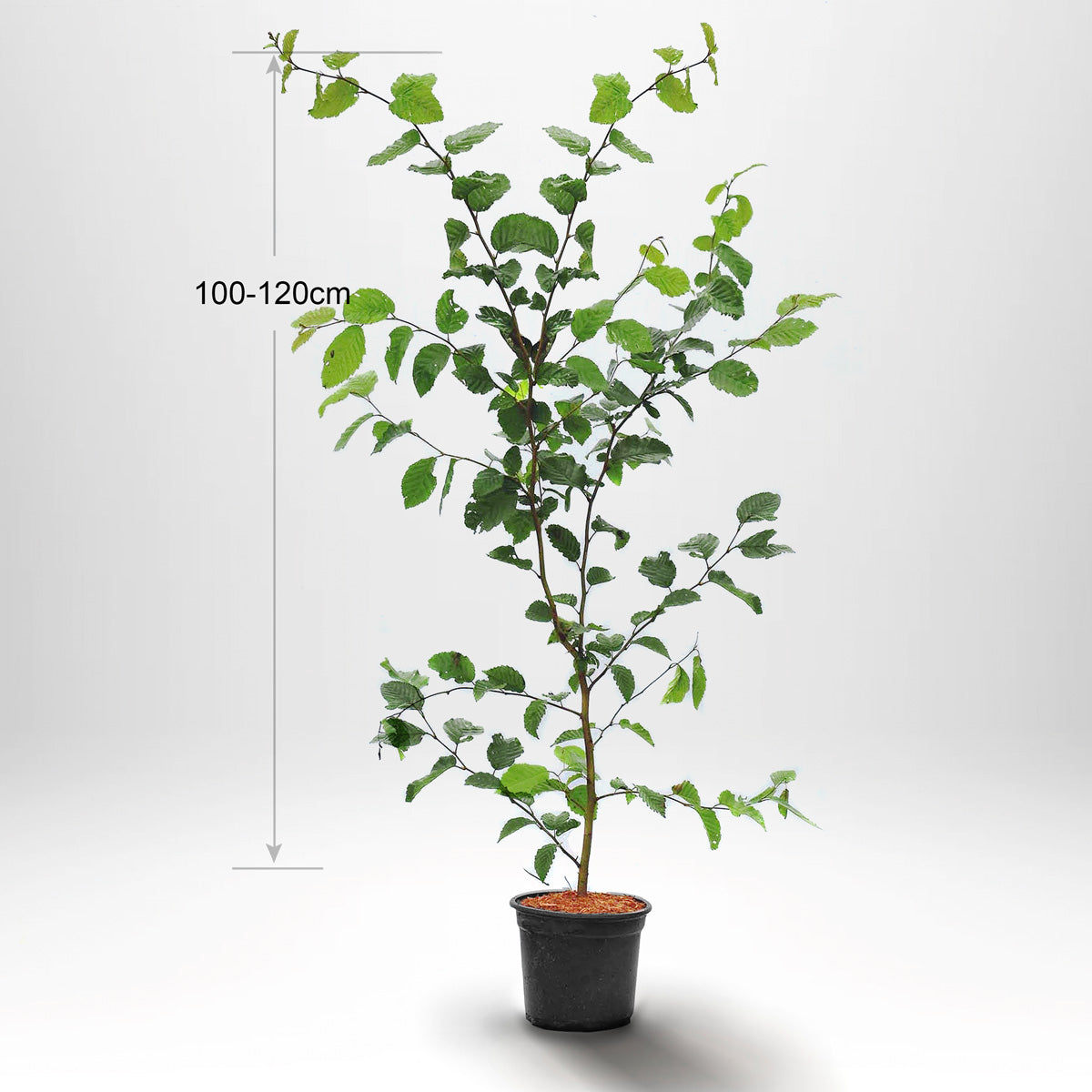 Agnbök, Krukad 100-120cm Co 2-3